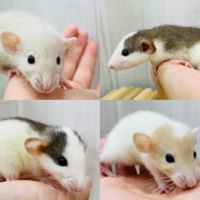 あと2匹❗️わちゃわちゃ〜✨✨どの子がお好み？ファンシーラット💕