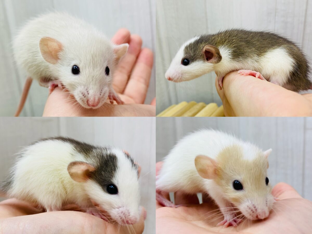 あと2匹❗️わちゃわちゃ〜✨✨どの子がお好み？ファンシーラット💕