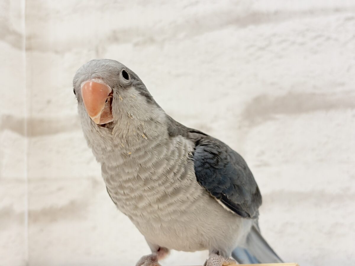 オキナインコ