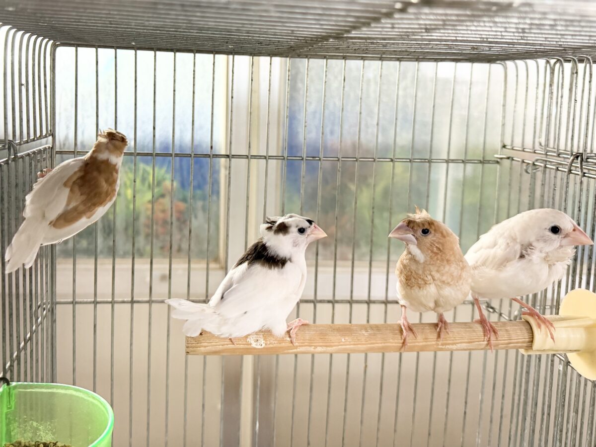 芸物ジュウシマツ