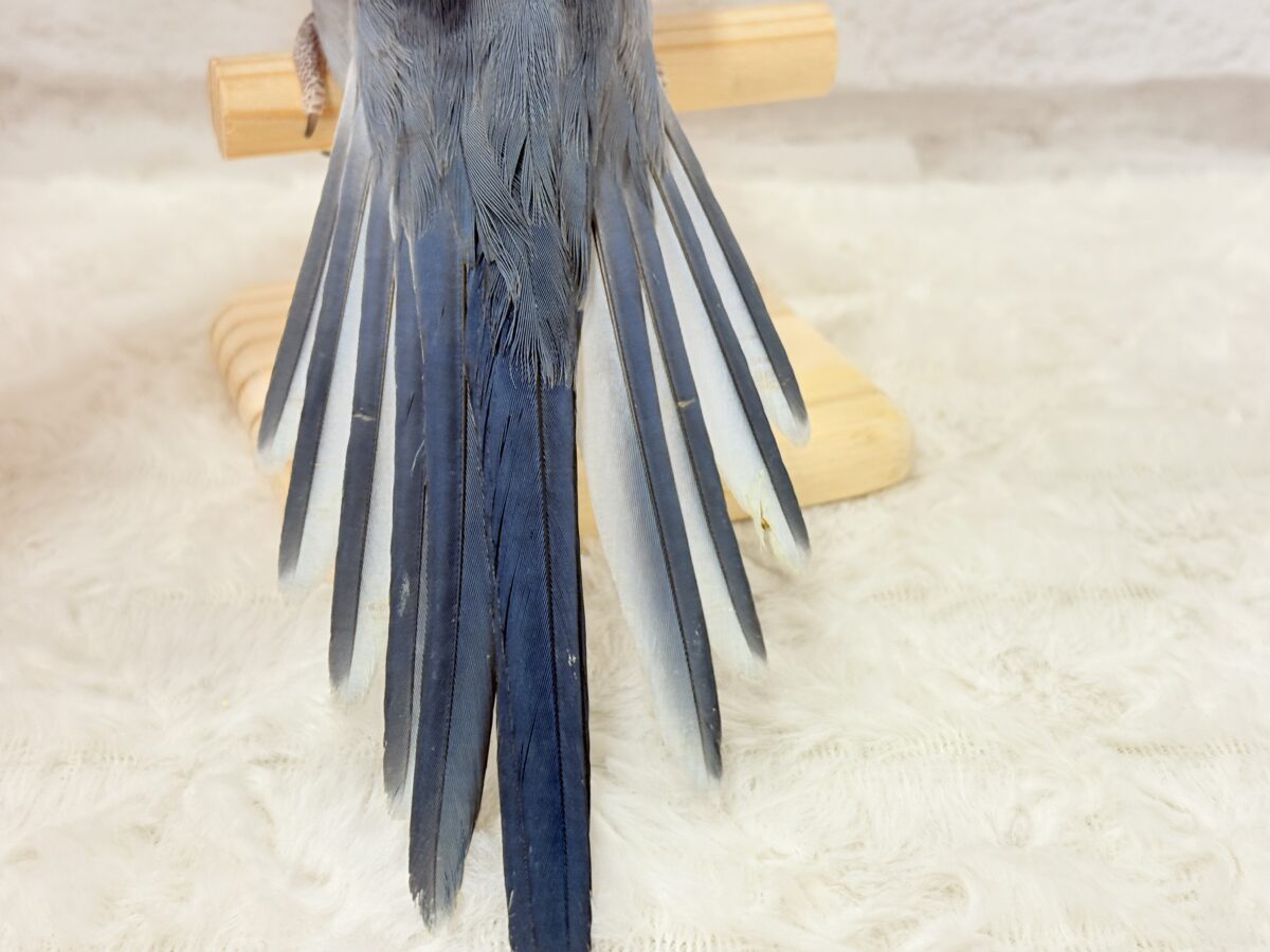 オキナインコ