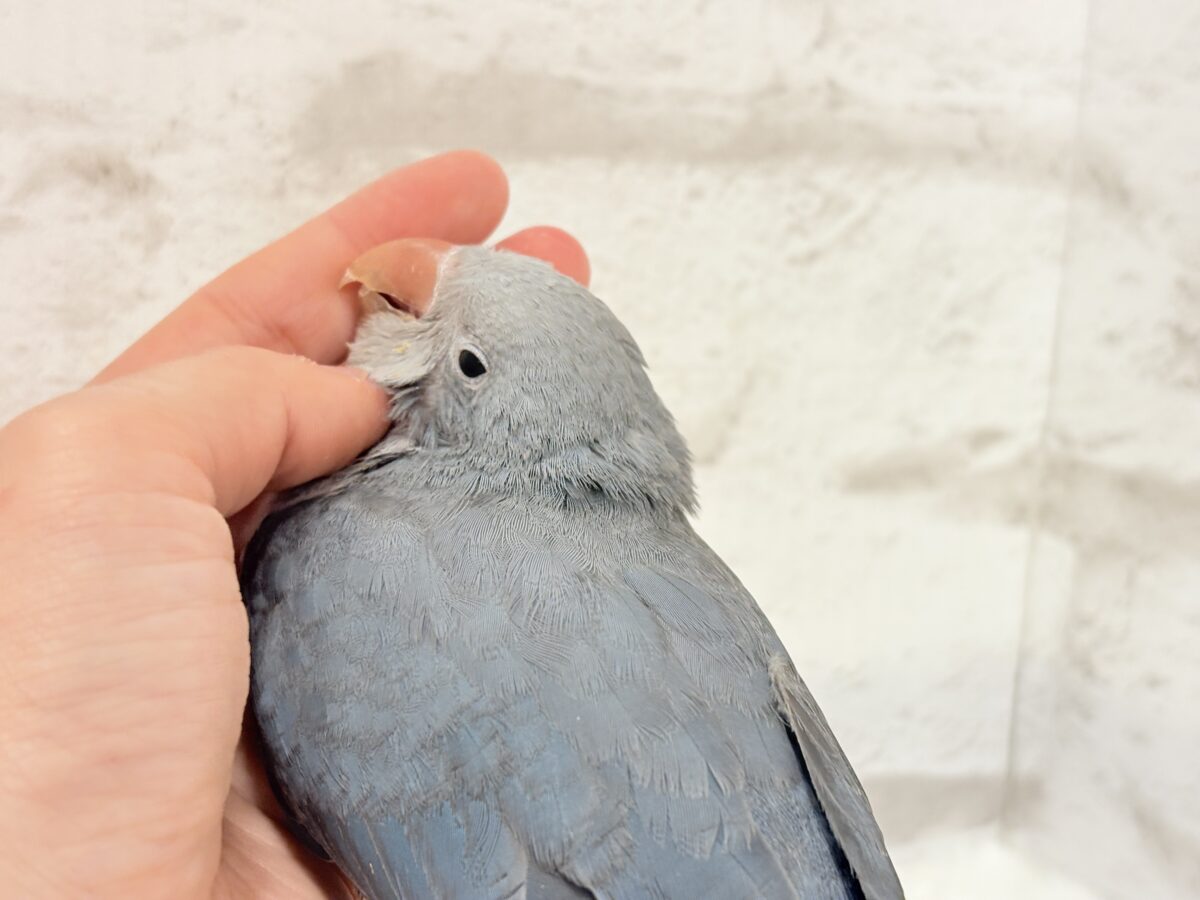 オキナインコ
