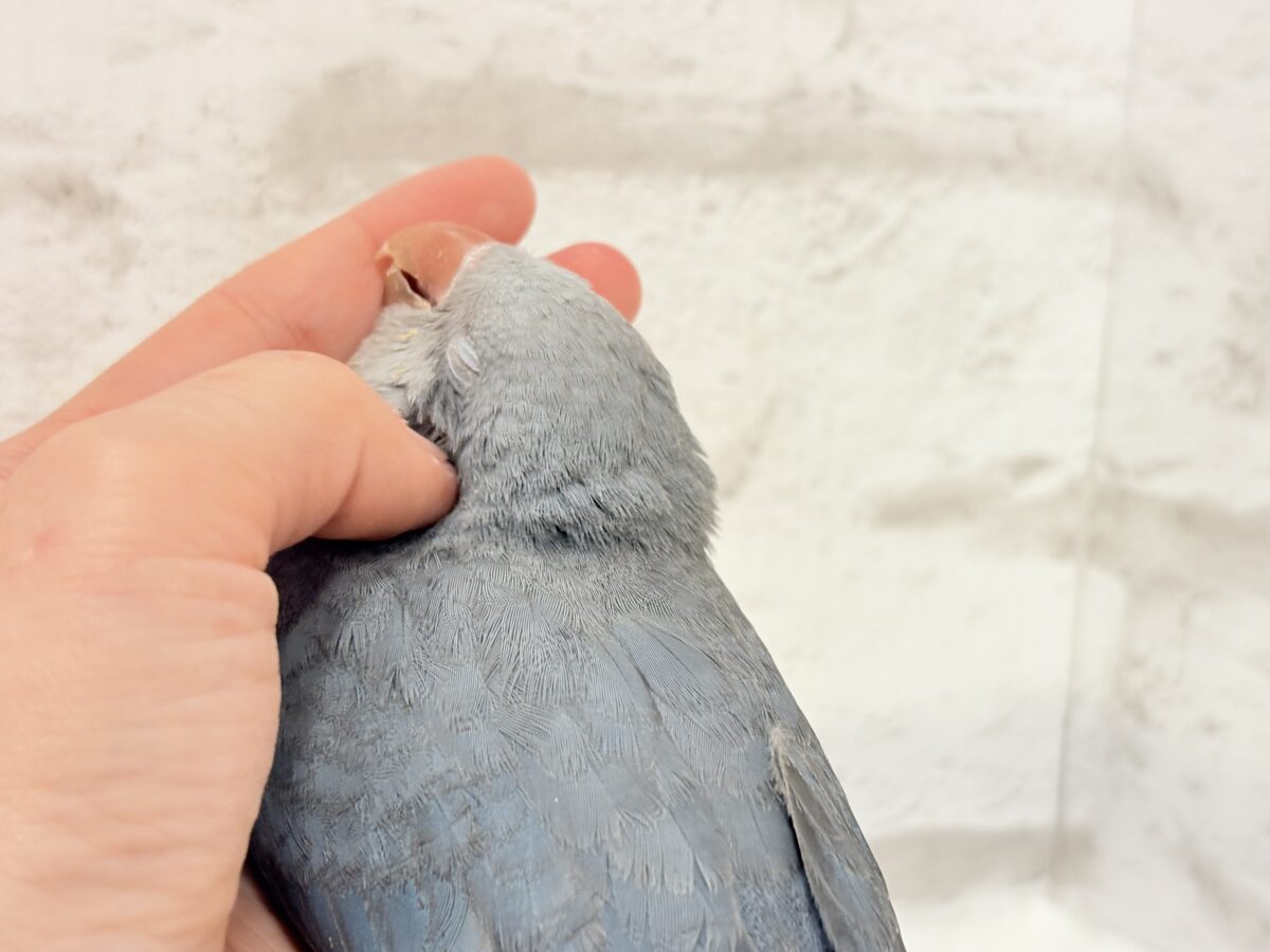 オキナインコ