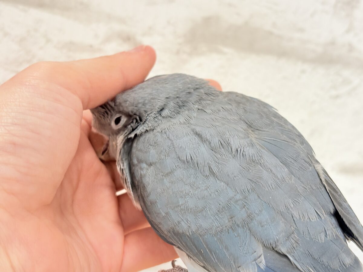 オキナインコ