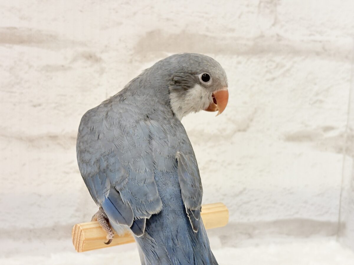 オキナインコ