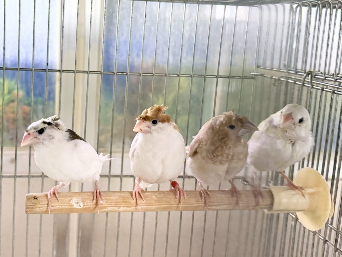 個性あふれる芸物十姉妹入荷しました♥️