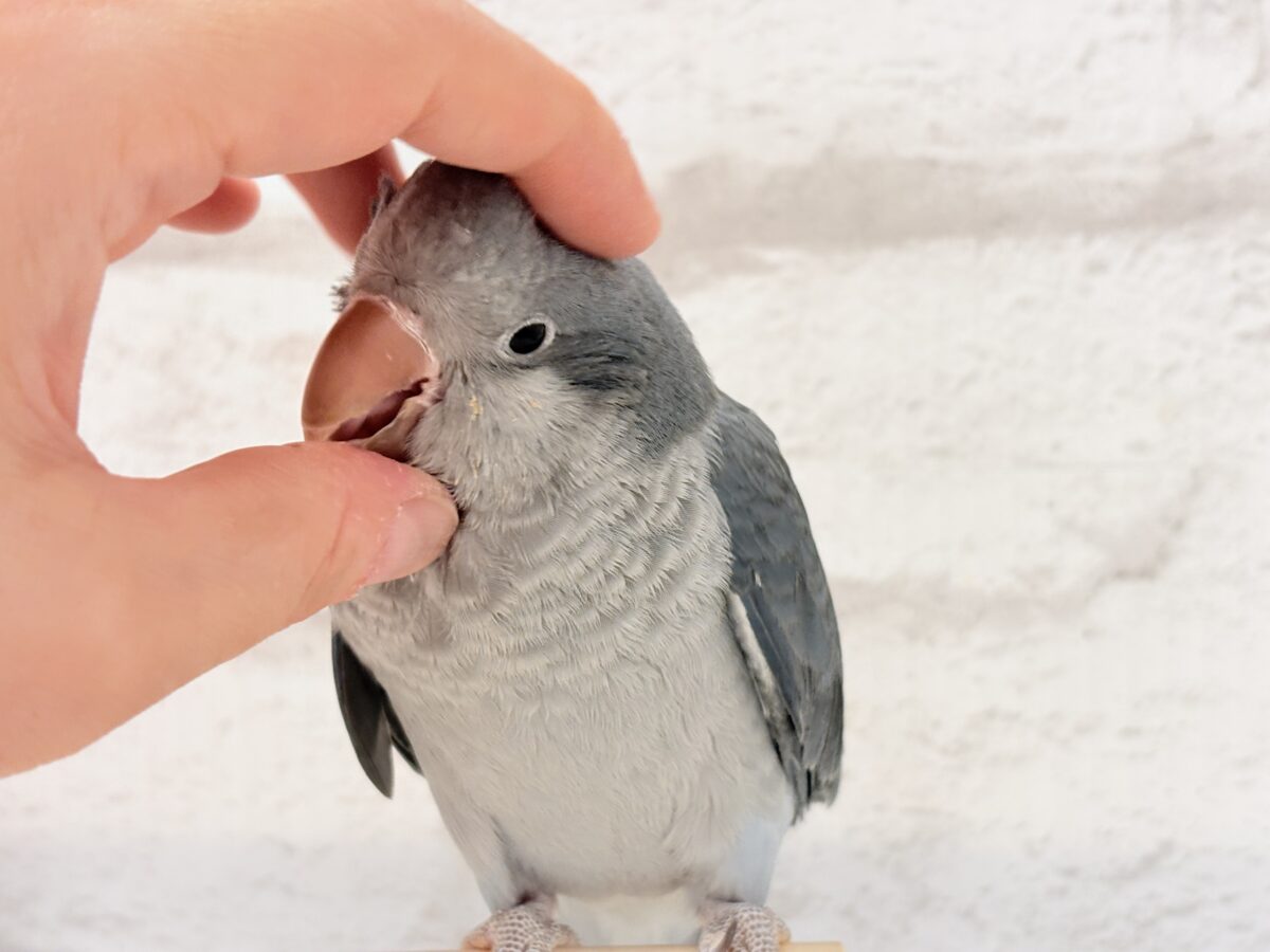 オキナインコ