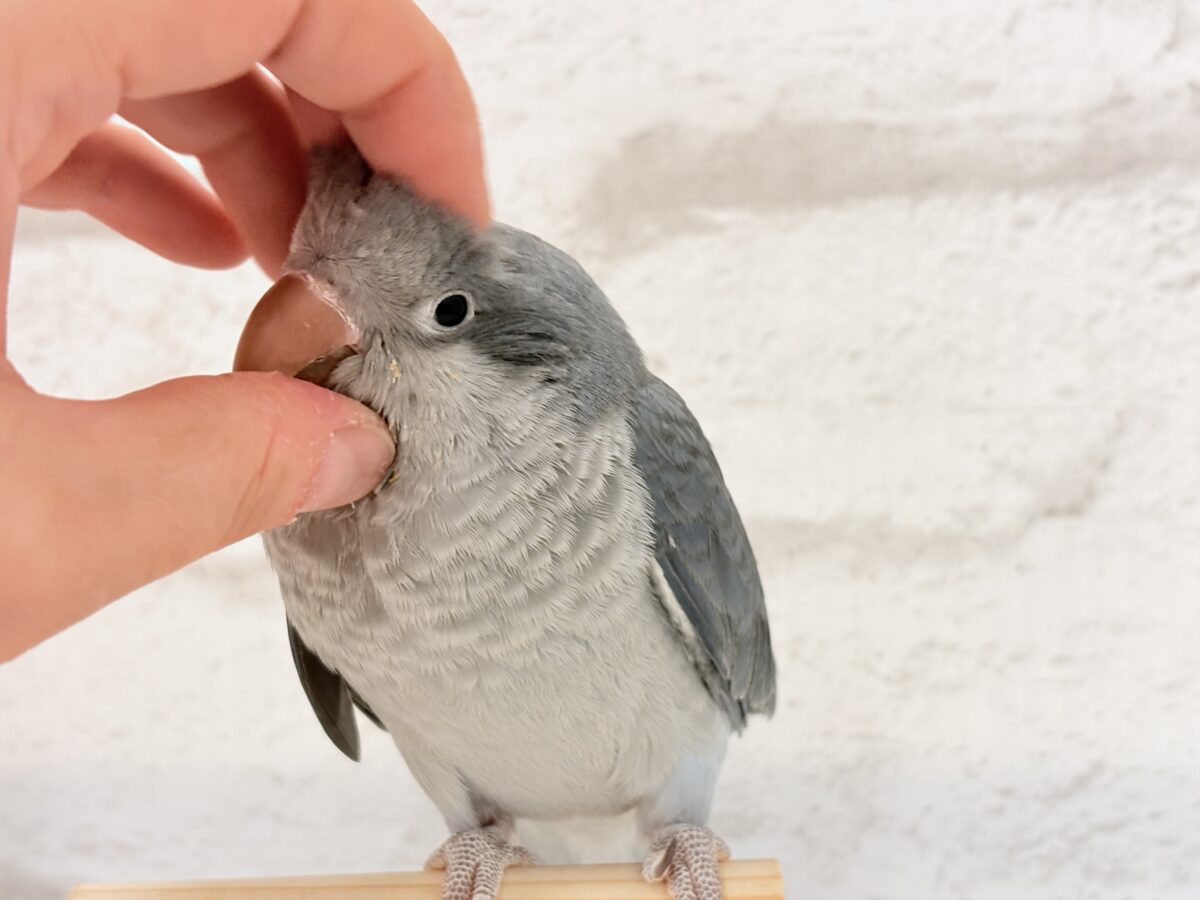 オキナインコ