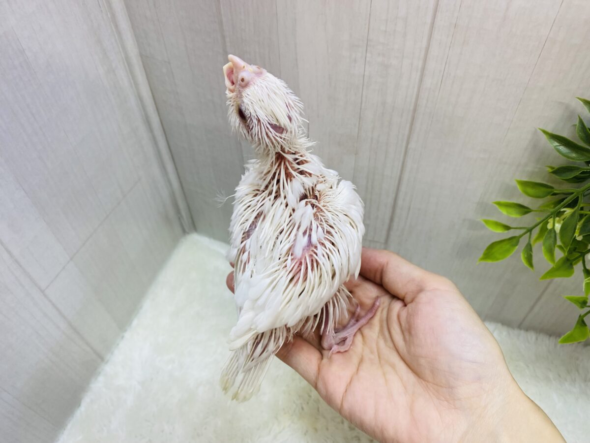 オカメインコ