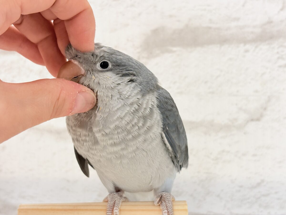 オキナインコ