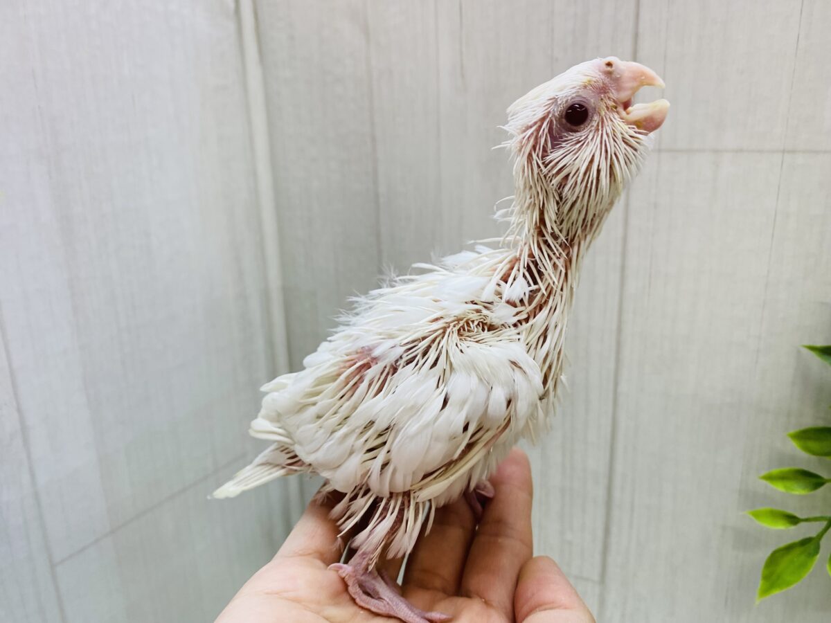 オカメインコ