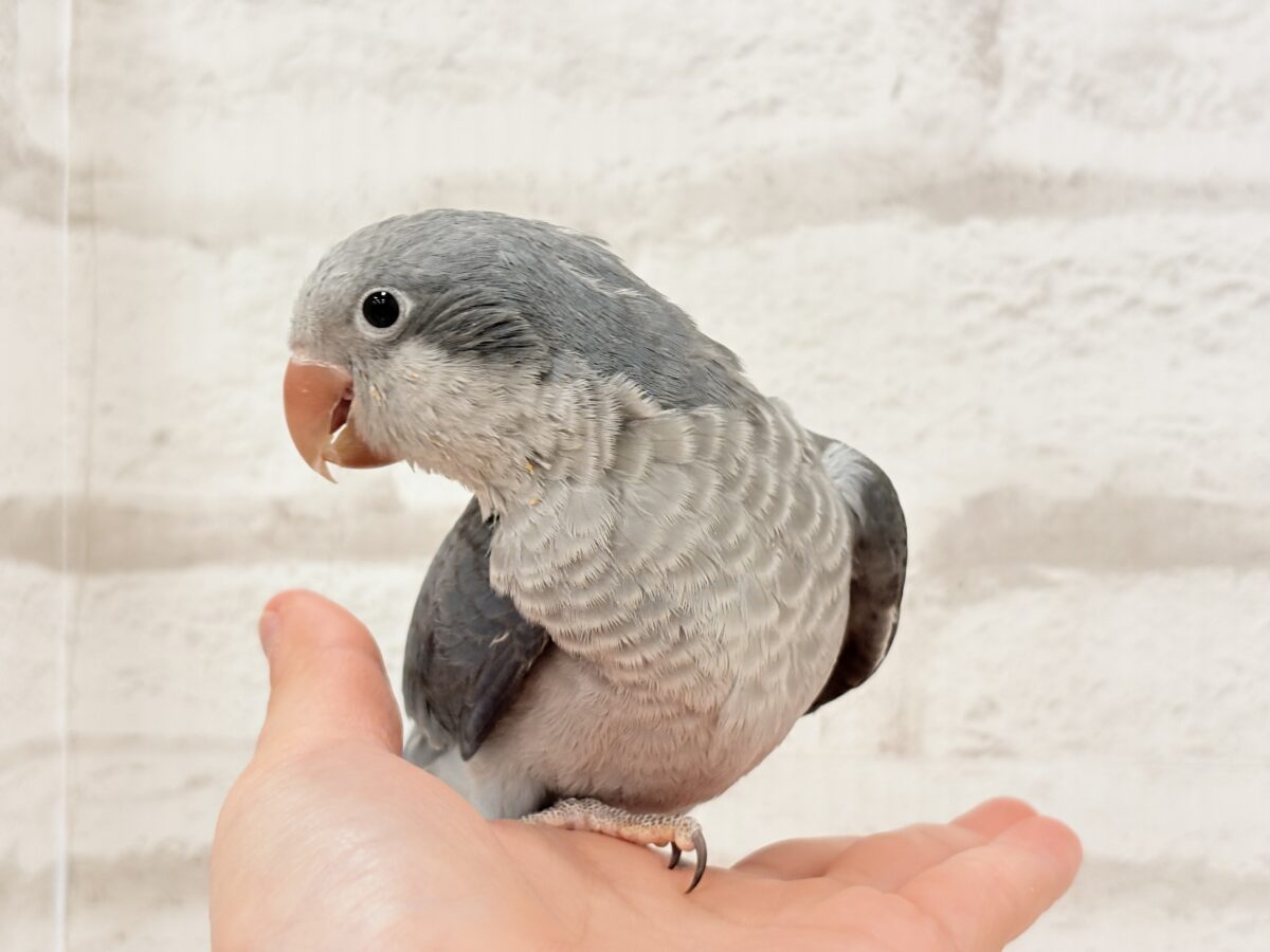 オキナインコ