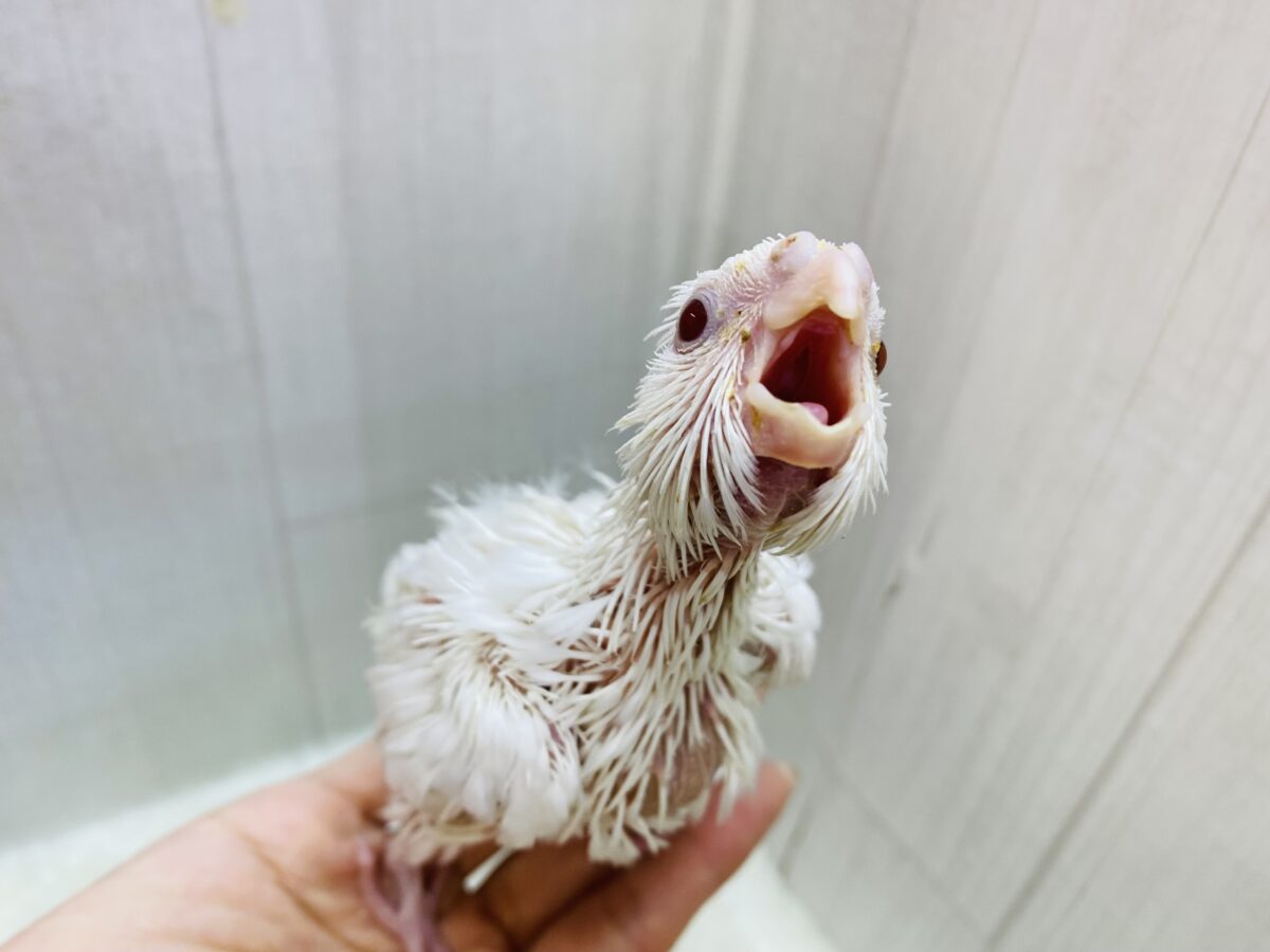 オカメインコ