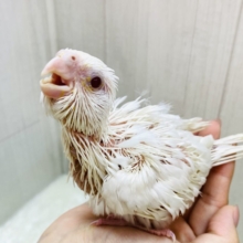 純白🤍大きなお口が止まらないっ❗️オカメインコピュアホワイト❣️