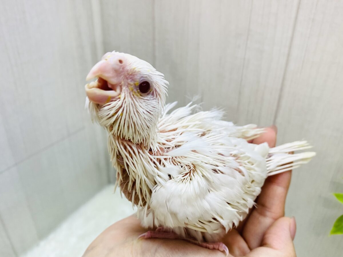 純白🤍大きなお口が止まらないっ❗️オカメインコピュアホワイト❣️