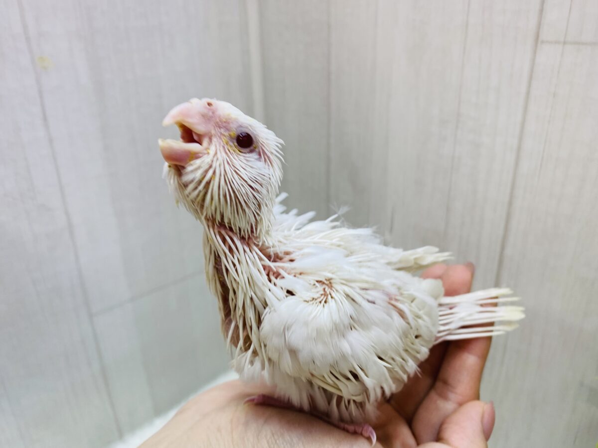 オカメインコ