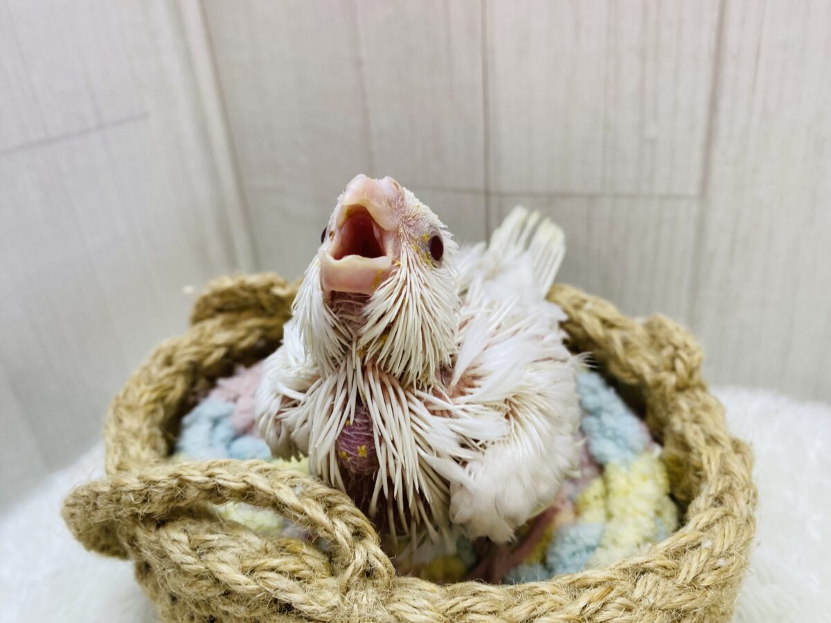 オカメインコ