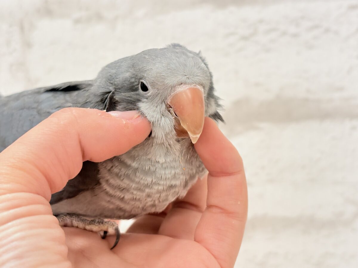 オキナインコ