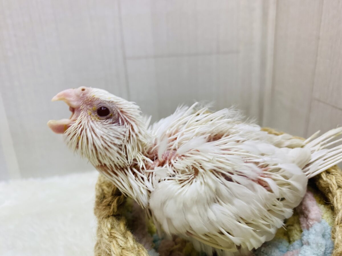 オカメインコ