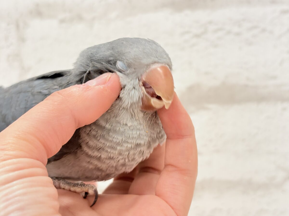 オキナインコ