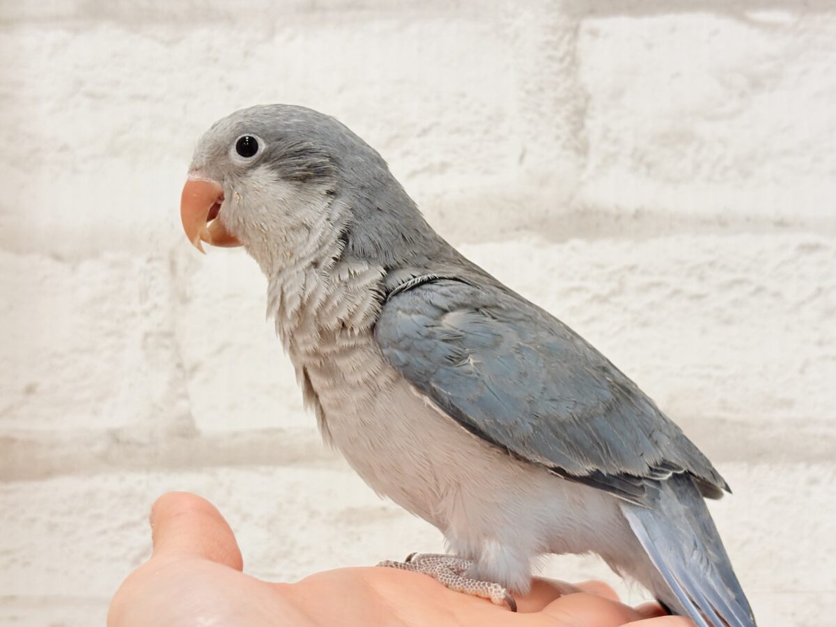 オキナインコ