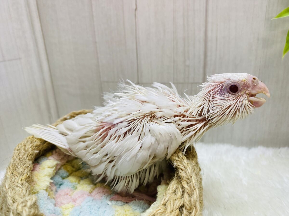 オカメインコ