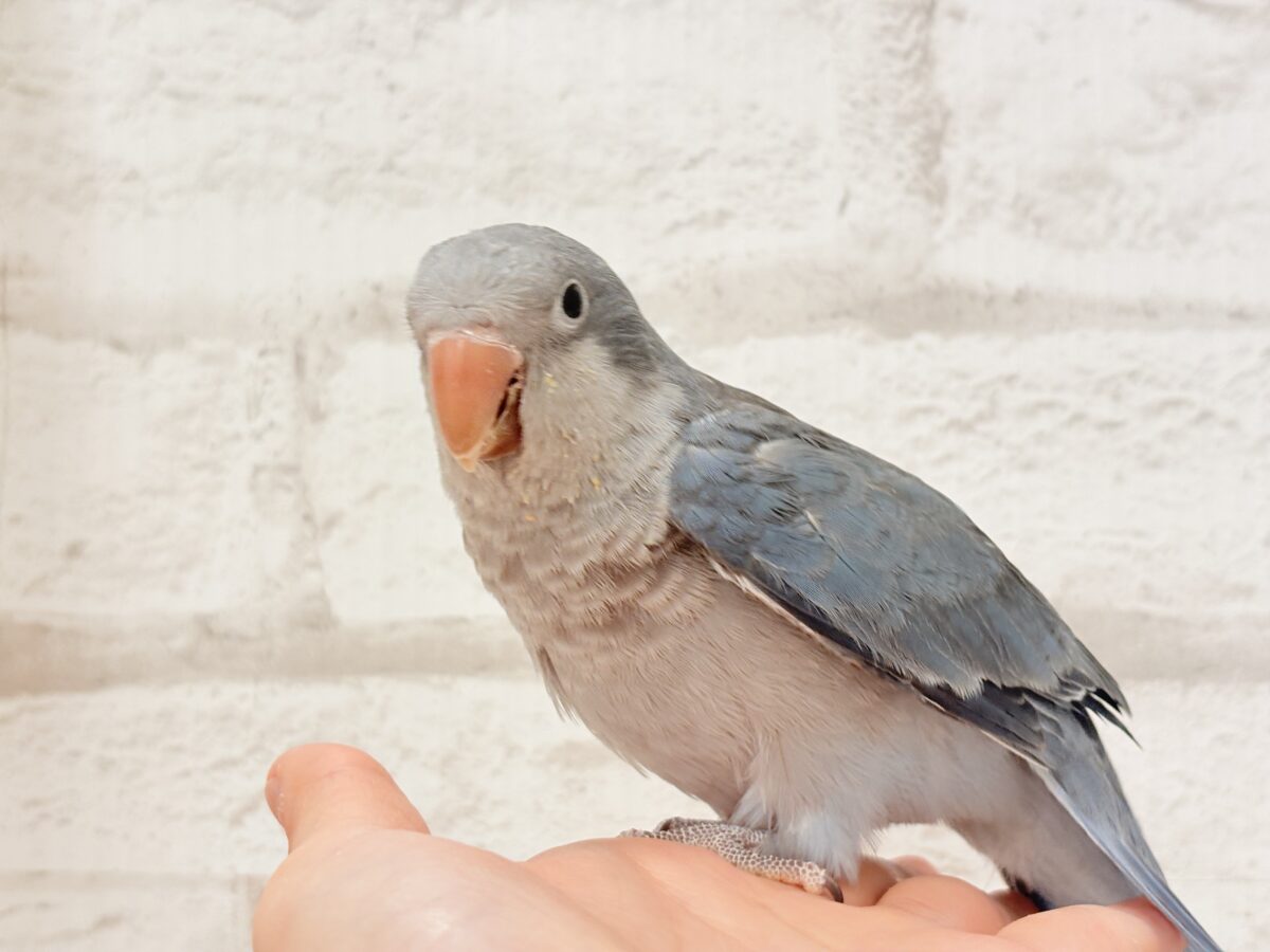 オキナインコ