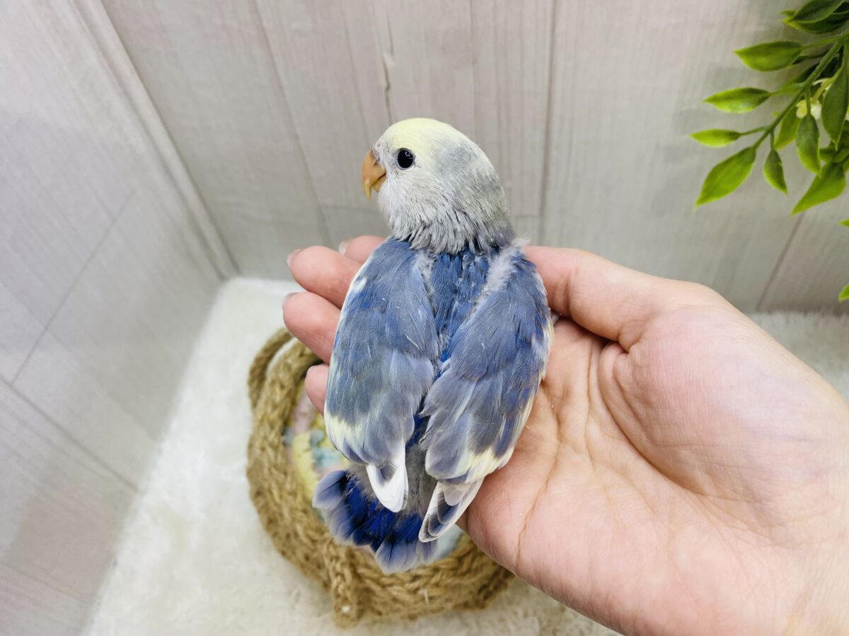 コザクラインコ（小桜インコ）