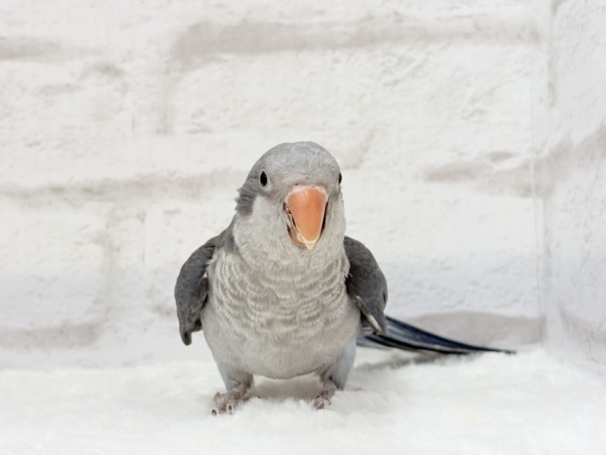 オキナインコ