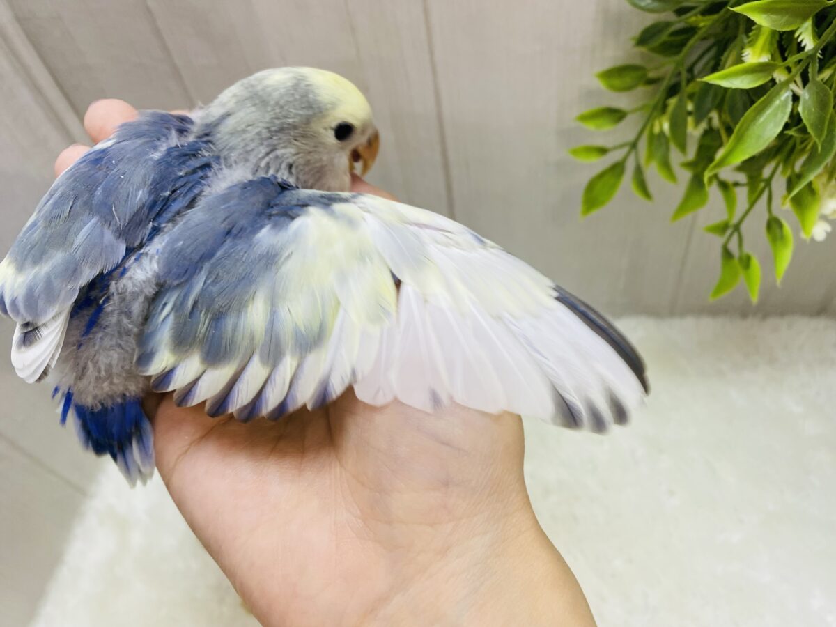 コザクラインコ（小桜インコ）