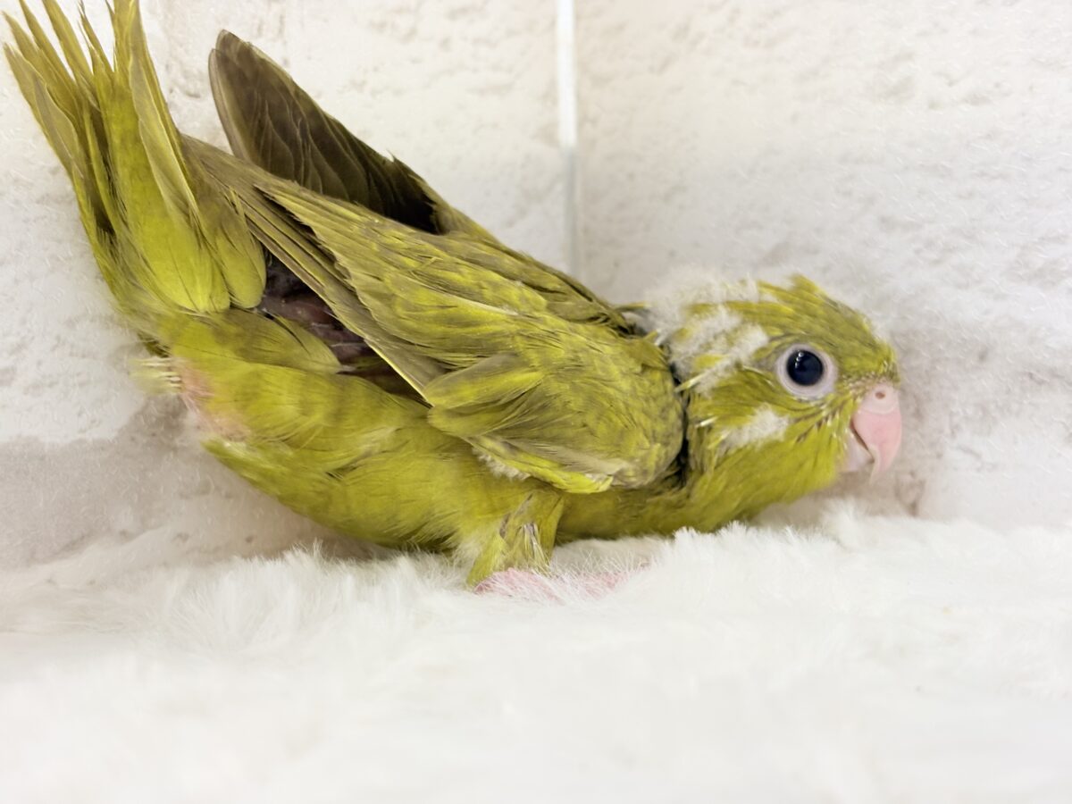 サザナミインコ