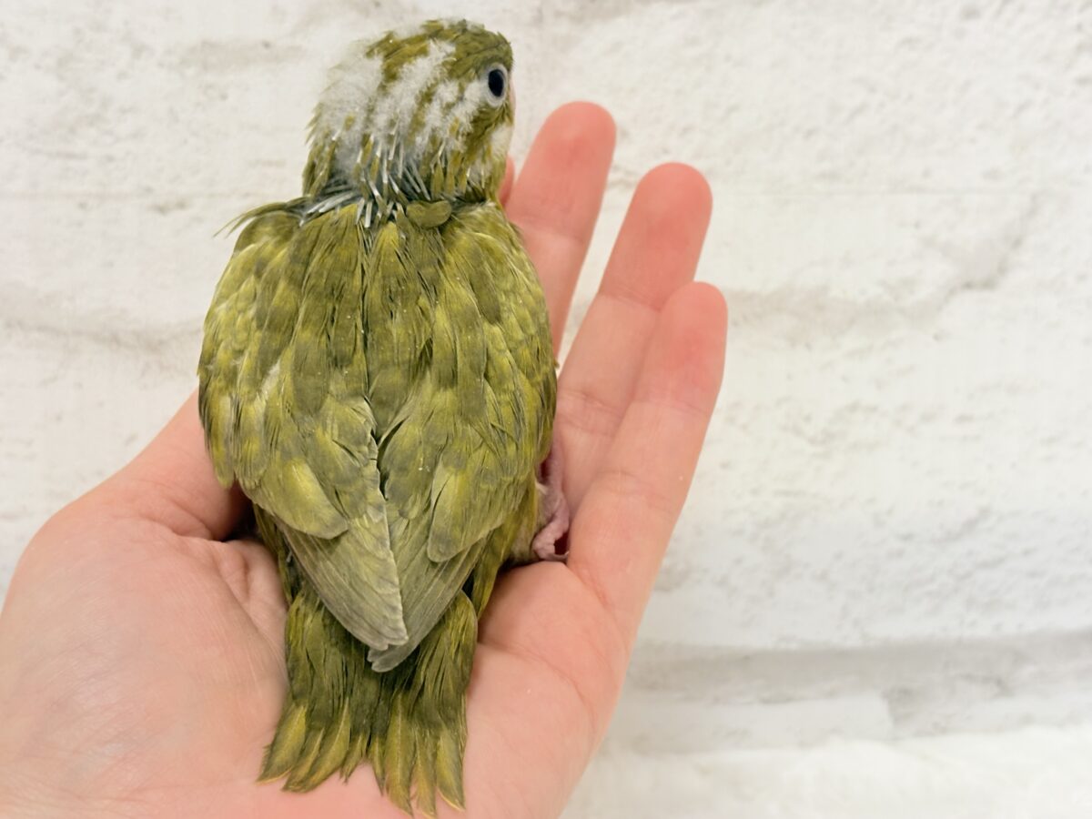 サザナミインコ