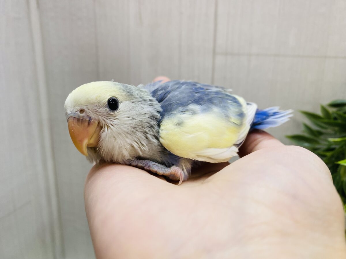 コザクラインコ（小桜インコ）