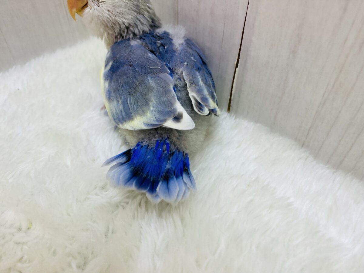 コザクラインコ（小桜インコ）