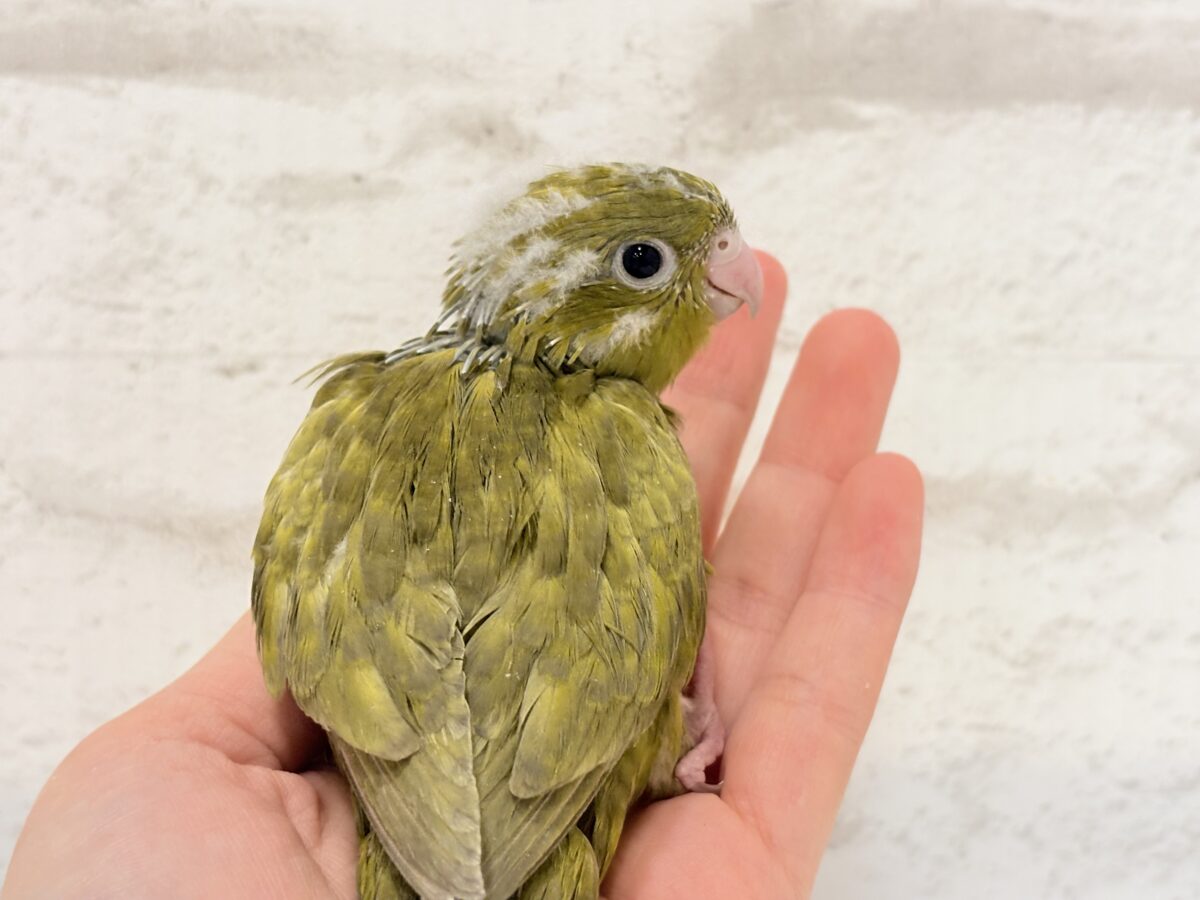 サザナミインコ