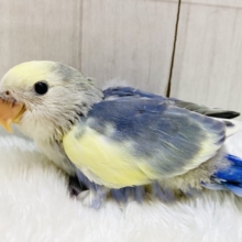 コザクラインコ桜様【在庫確認にお時間下さい】 コザクラインコ（小桜インコ） の販売一覧| 千葉県・栃木県・神奈川県