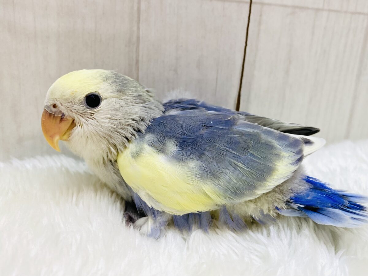 夜空に輝く流れ星のよう〜🌟コザクラインコバイオレットパイド💜