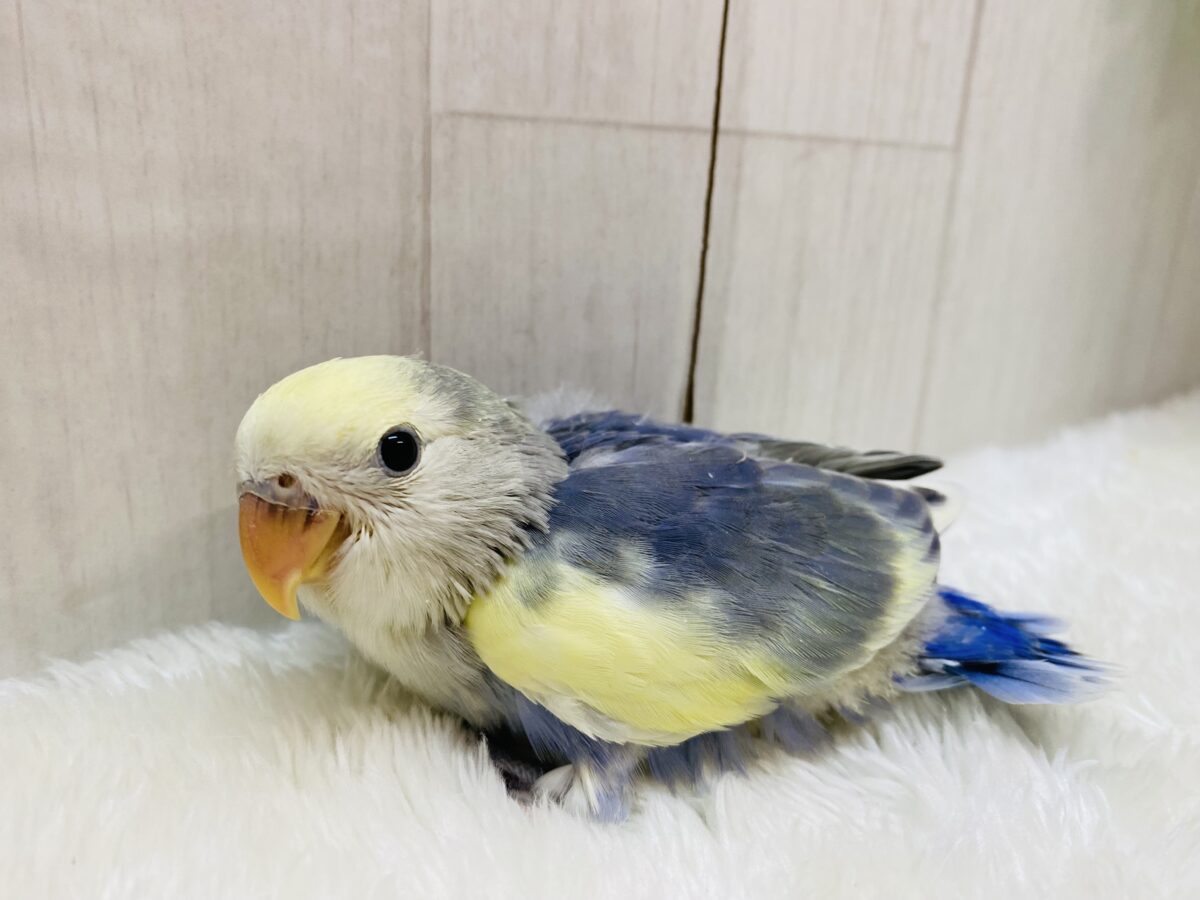 コザクラインコ（小桜インコ）