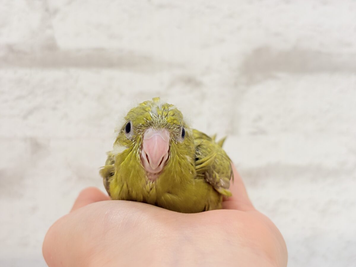 サザナミインコ
