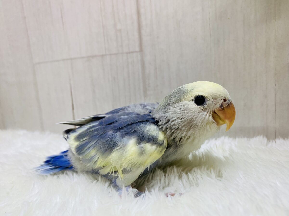 コザクラインコ（小桜インコ）