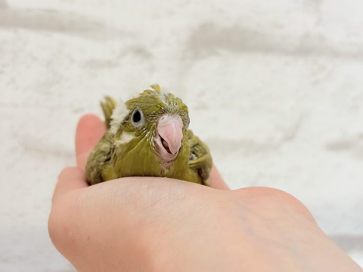 サザナミインコ