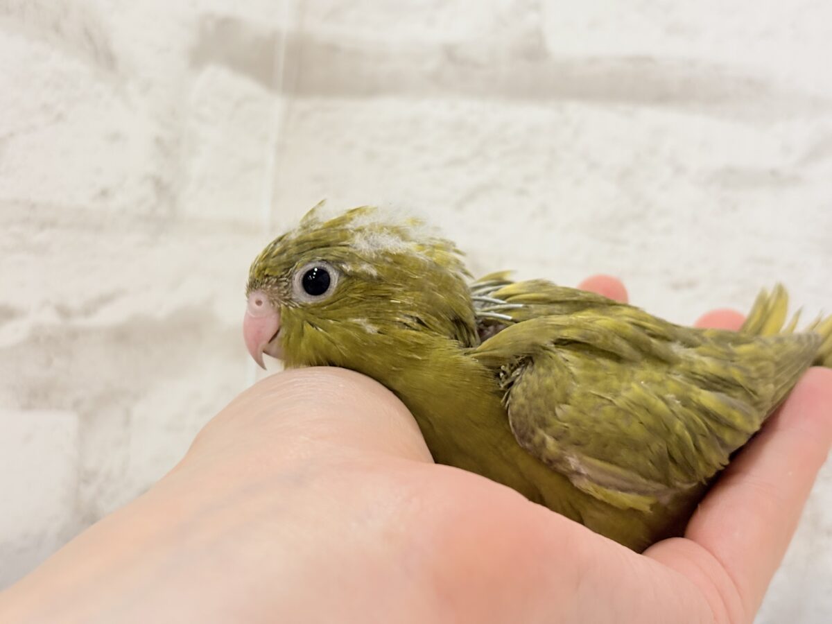 サザナミインコ
