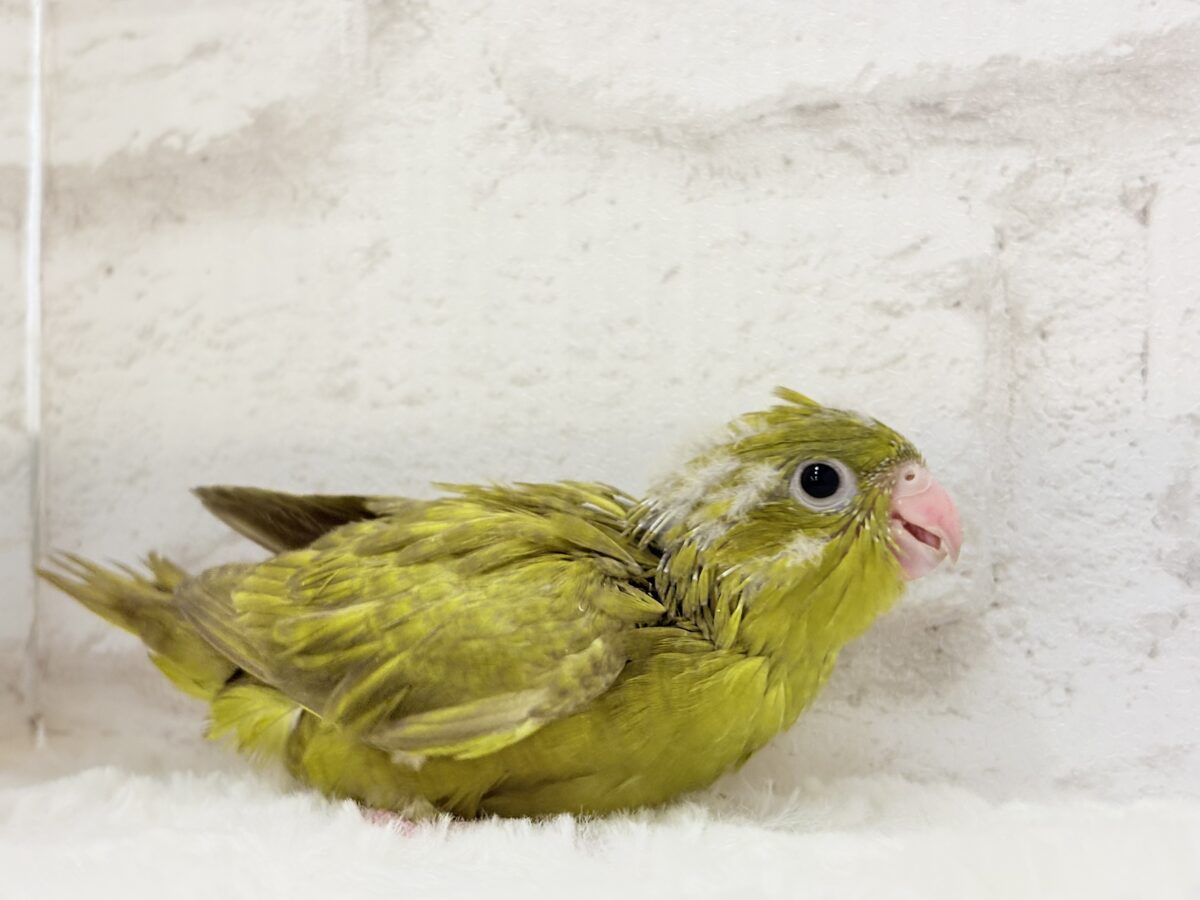 サザナミインコ