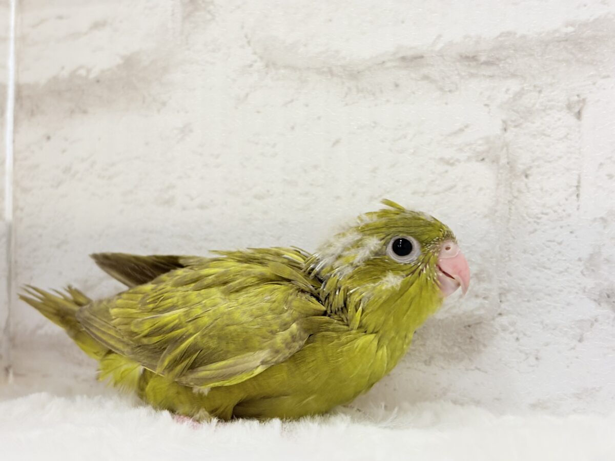 サザナミインコ