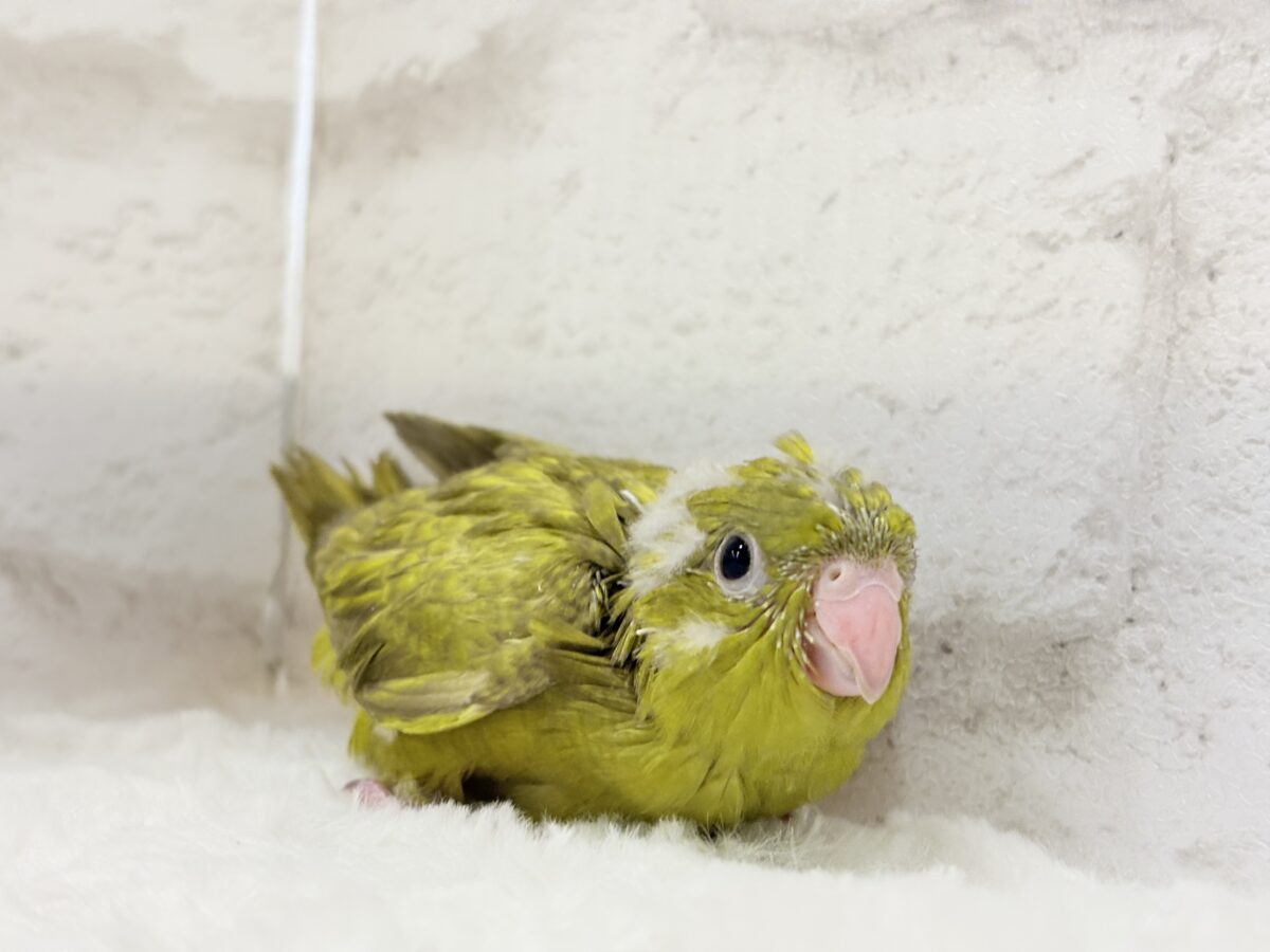 サザナミインコ