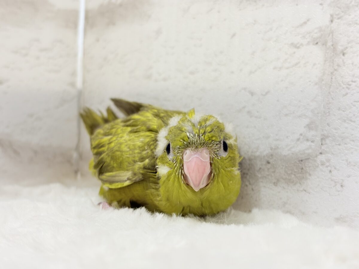 サザナミインコ