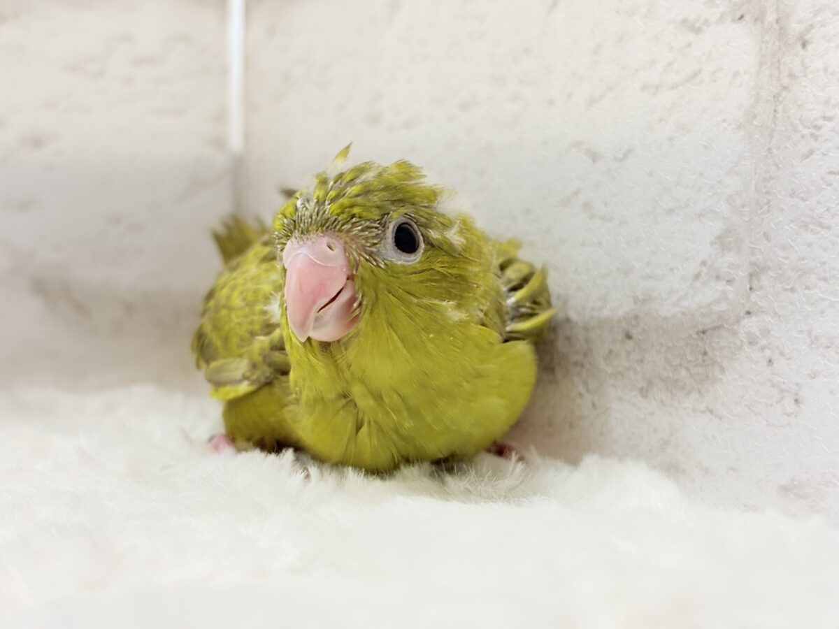 サザナミインコ