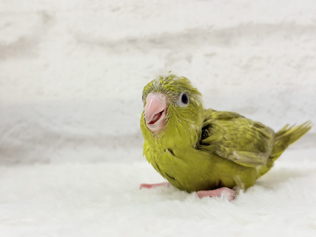 サザナミインコ