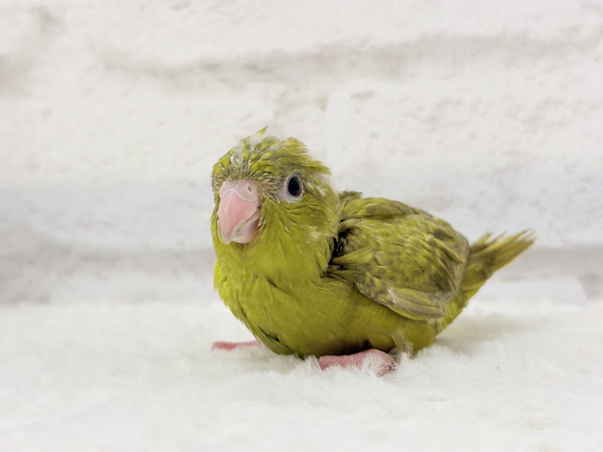 サザナミインコ