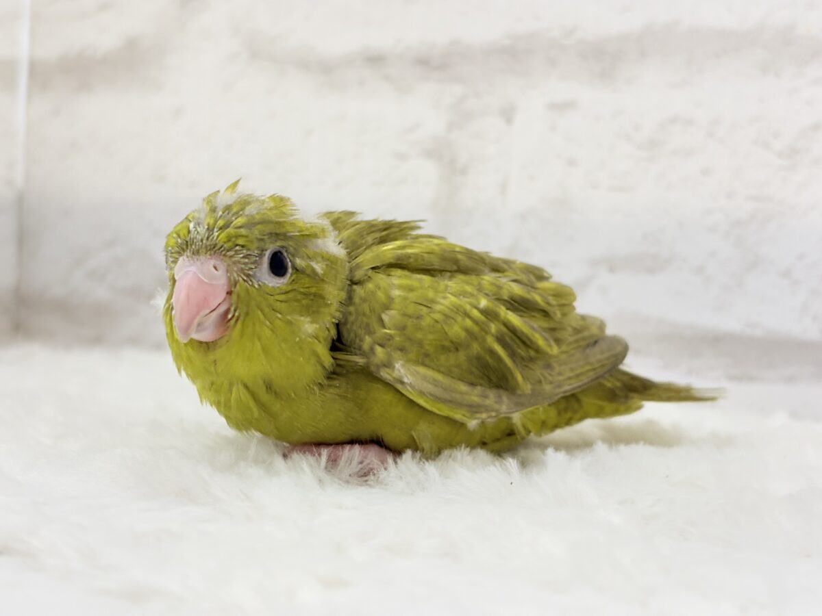 サザナミインコ